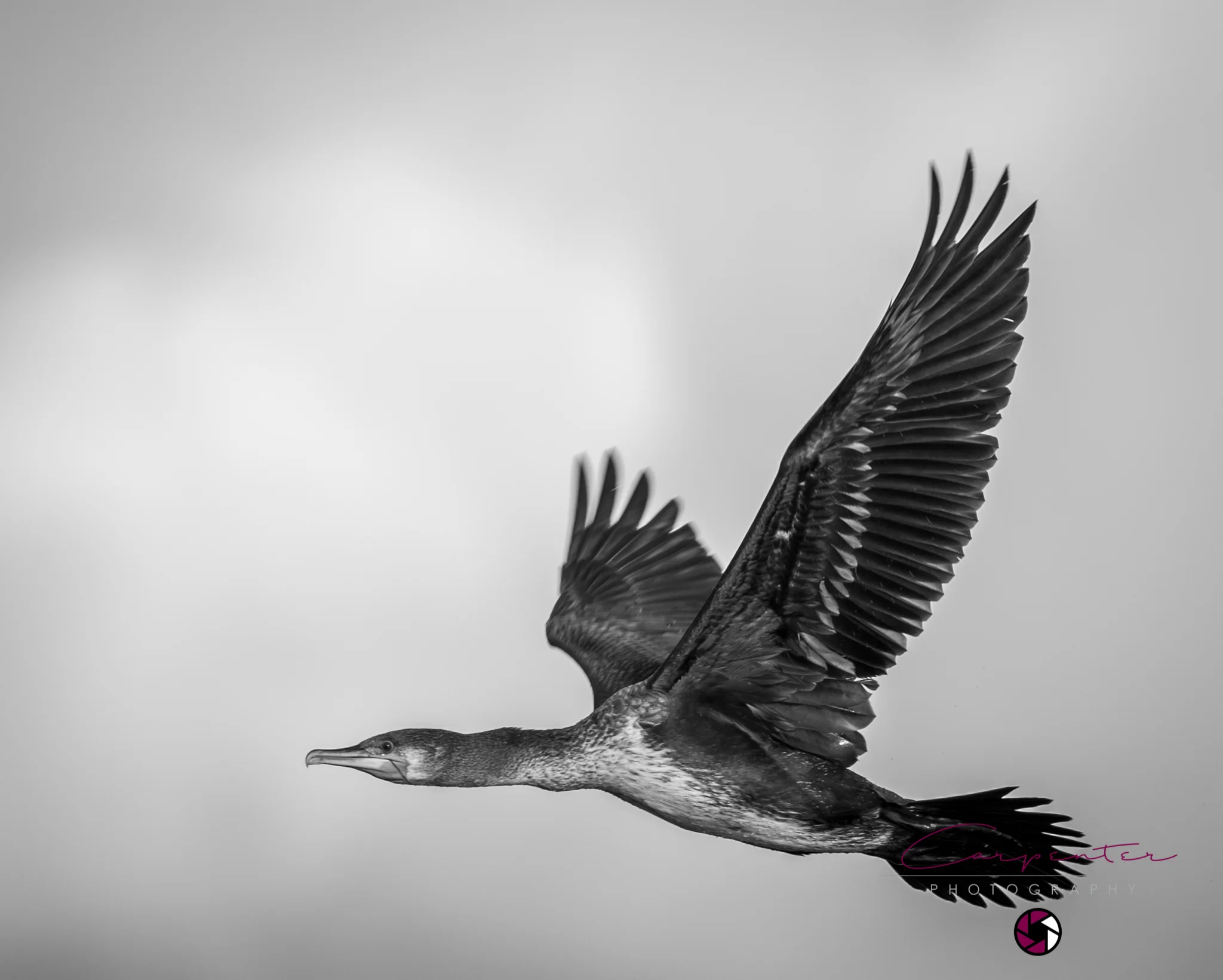 Cormorant in flight