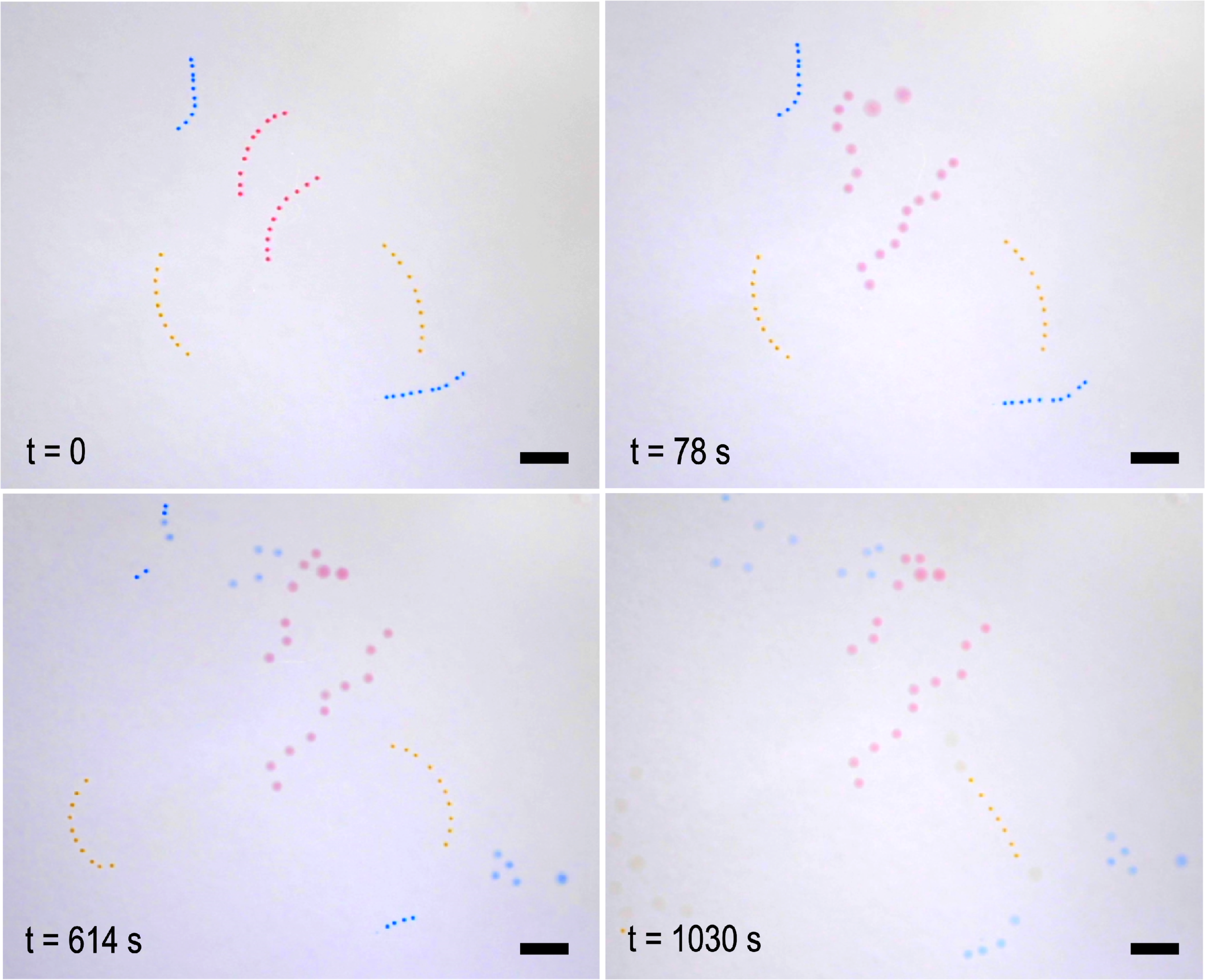 The independent action of fibres of different compositions in a closed system. Three populations of fibres can be seen: 10 g/L (red), 8 g/L (blue) and 4 g/L (orange). Fibres of a higher enzyme concentration start to disassemble before those of a lower concentration. At the beginning, all fibres are intact. After 78 seconds, only the red fibres have released their oil droplets. After 614 seconds, the blue fibres have released their droplets and after 1030 seconds, the orange fibres have released theirs. Scale bar = 1 cm.