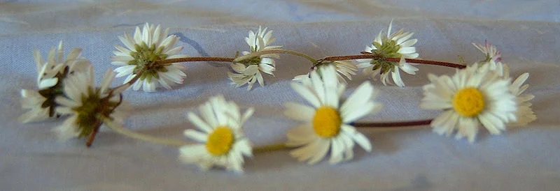 Daisy chain headband