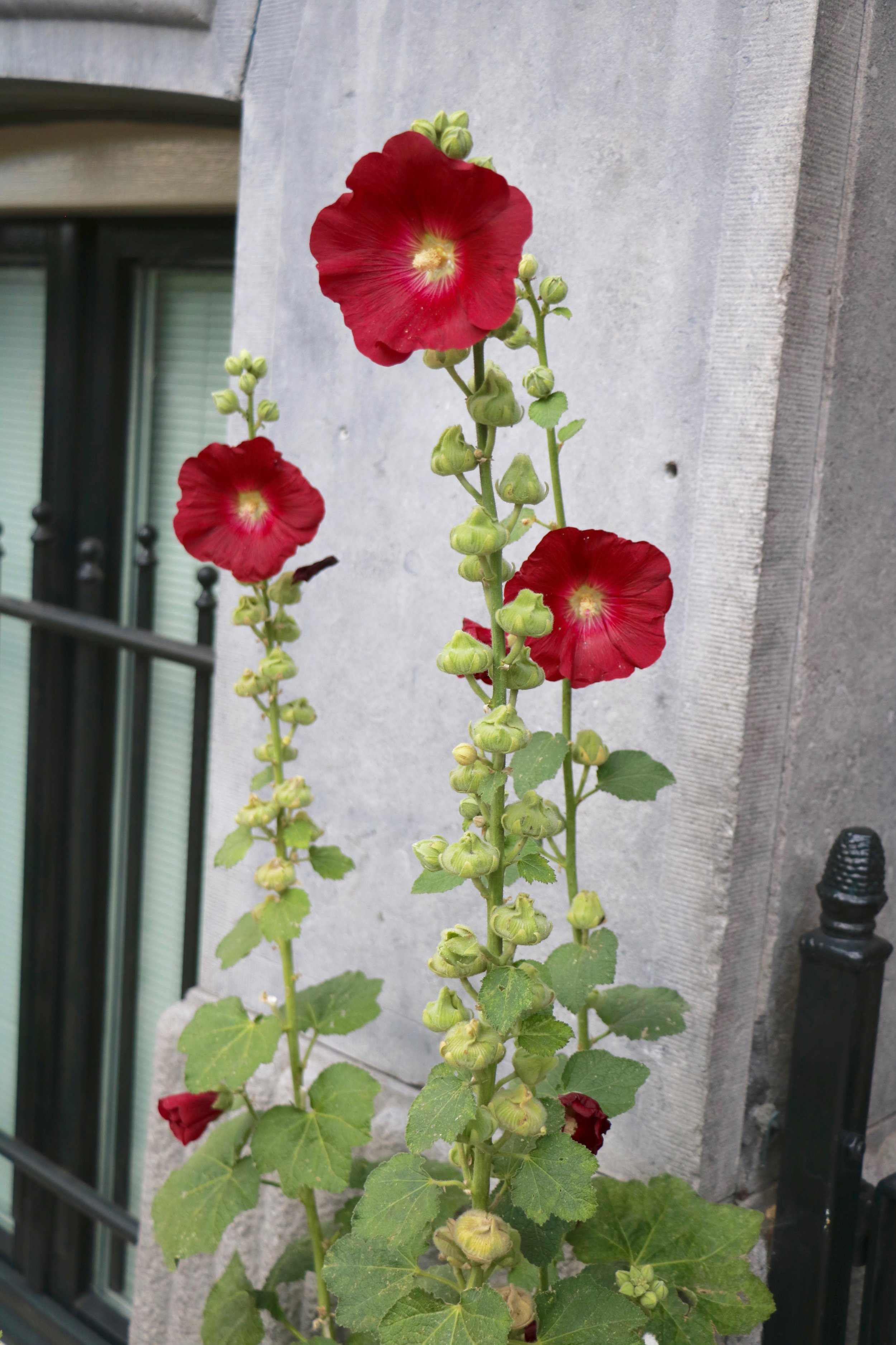 hollyhock-amsterdam-beautiful