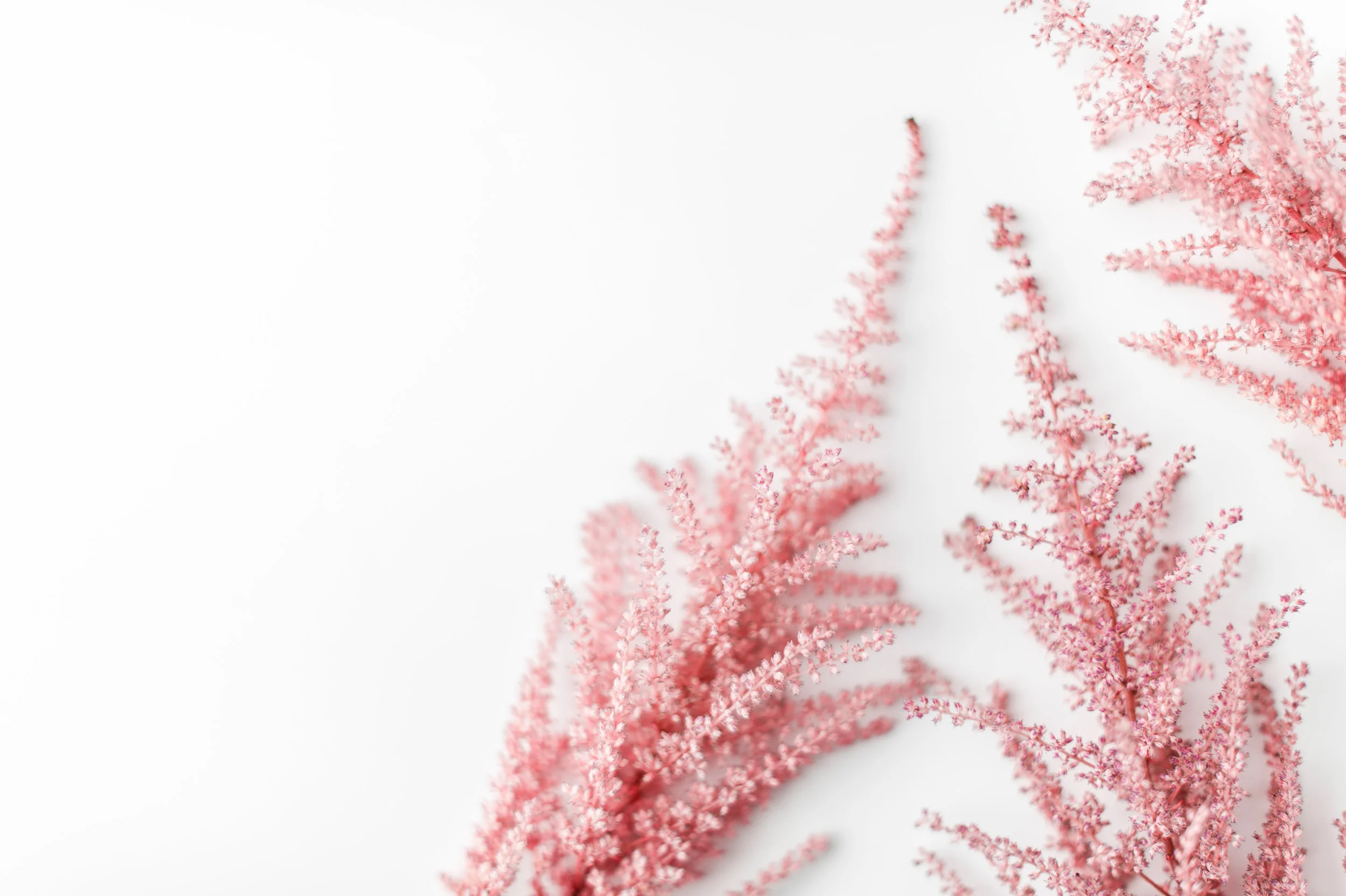 pink heather.jpg