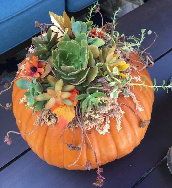 PumpkinSucculentClass.jpg