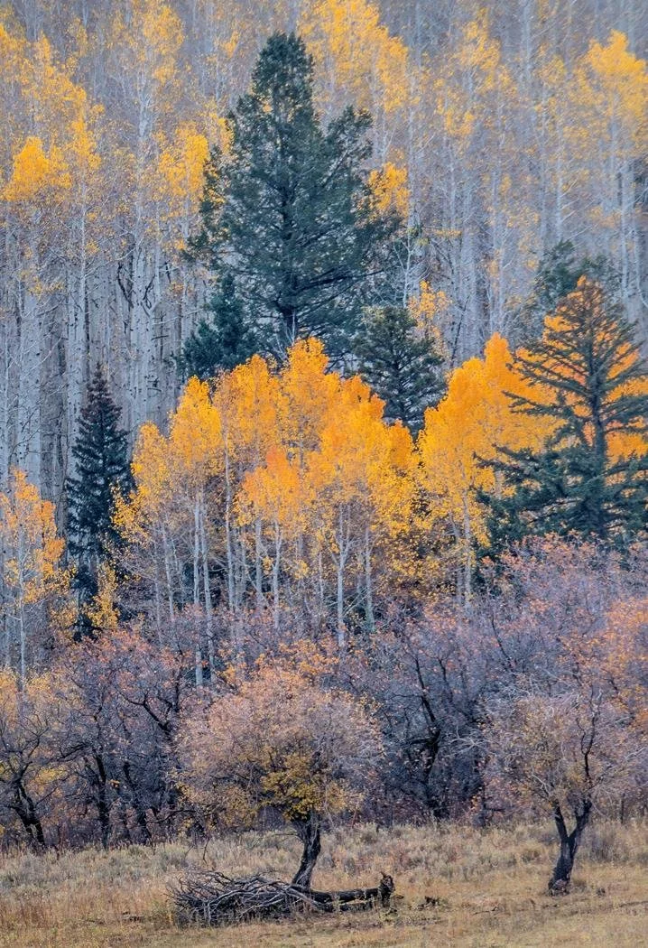 Late Autumn Color  |  Dean Taylor  |  Photography  |  $300 value