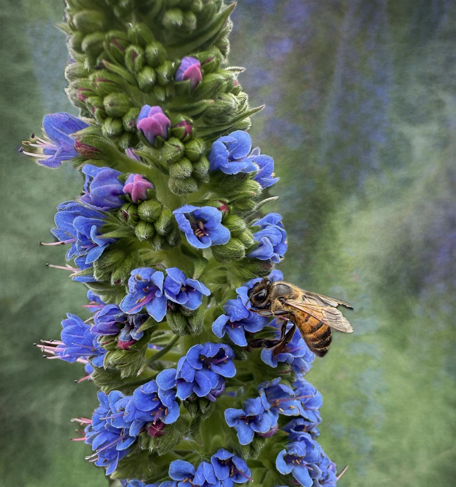 Bee on Echium  |  Christine Blue  |  Photography  |  $135 value					