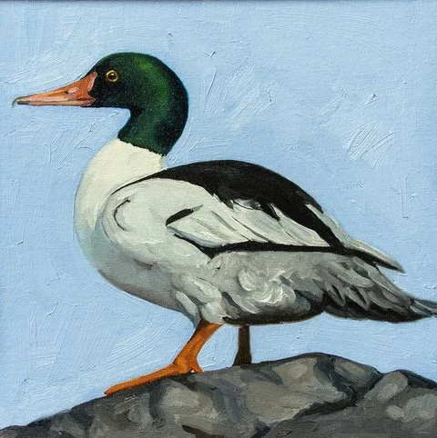 Kasser-Lucinda_Common Merganser, 12 x 12, Oil on Canvas, $375.jpeg (Copy) (Copy)