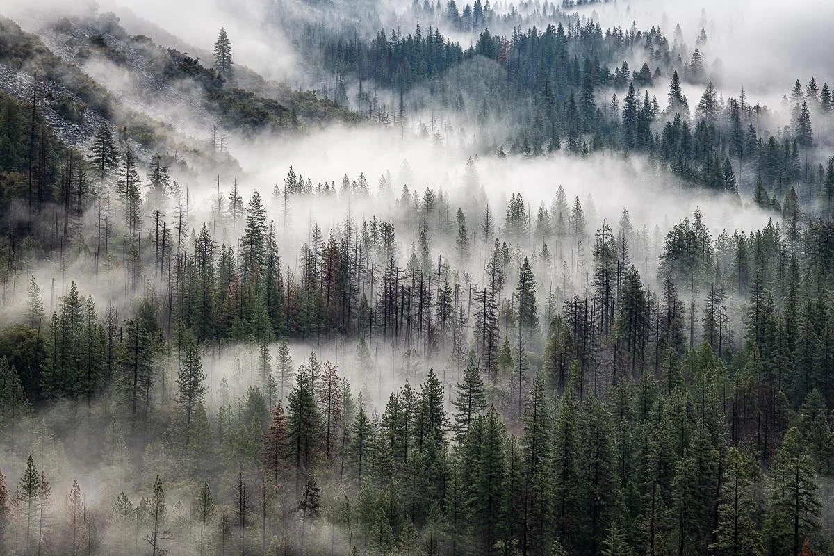 Clouds in the Trees, Yosemite Valley  |  Joey Johnson  |  Photography  |  $300 value										