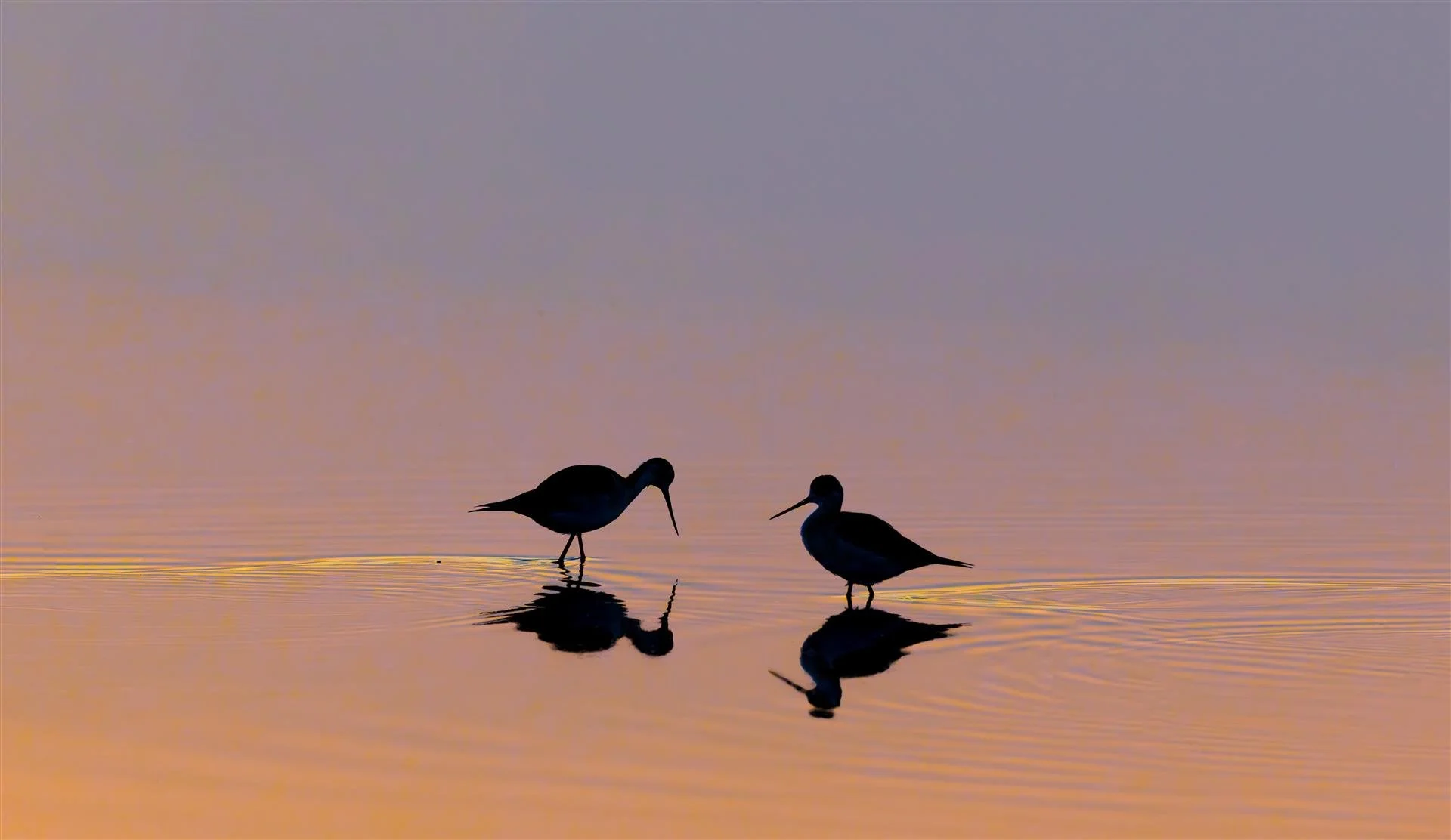 Sunset Rendevous  |  Christine Blue  |  Photography  |  $135 value										