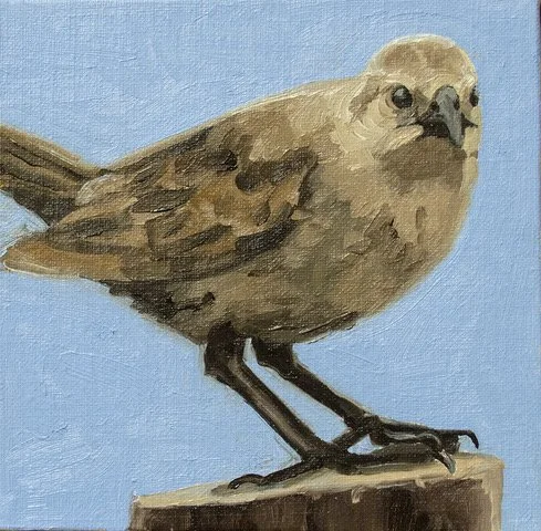 Kasser_Lucinda_Towhee, 6 x 6, Oil on Canvas,$200.jpeg (Copy)