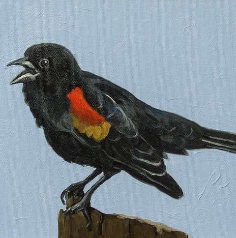 Kasser-Lucinda_Red Winged Blackbird_8x8_Oil on Canvas_$275.jpeg