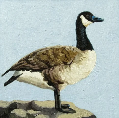 Kasser-Lucinda_Canada Goose, 12x12, Oil on Canvas, $375.jpeg (Copy) (Copy) (Copy) (Copy) (Copy) (Copy)