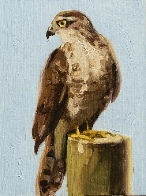 Kasser-Lucinda_Red Tail Hawk_12x9_Oil on Canvas_$300.jpeg (Copy) (Copy) (Copy) (Copy) (Copy) (Copy) (Copy)