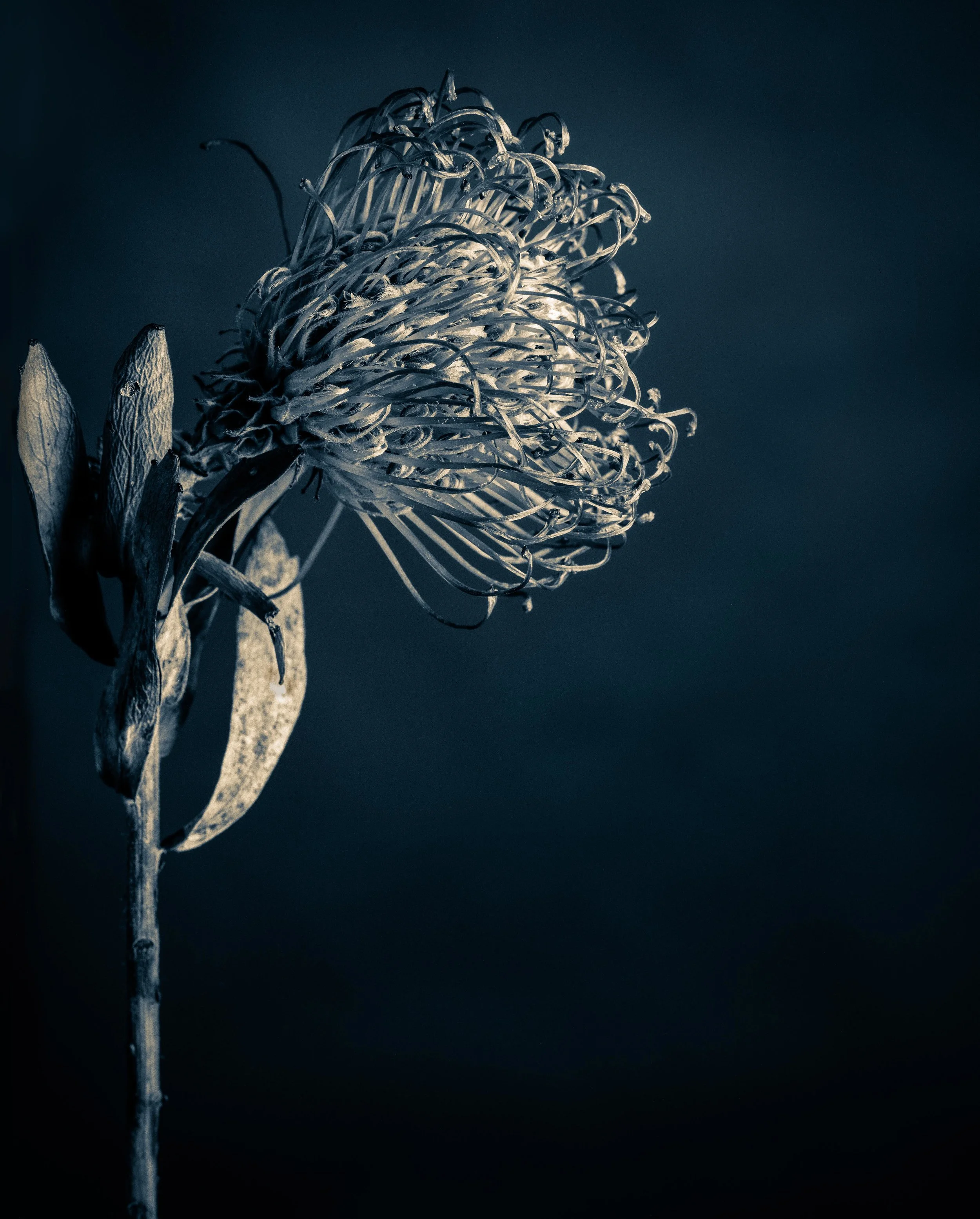 Flowers--Edit.jpg