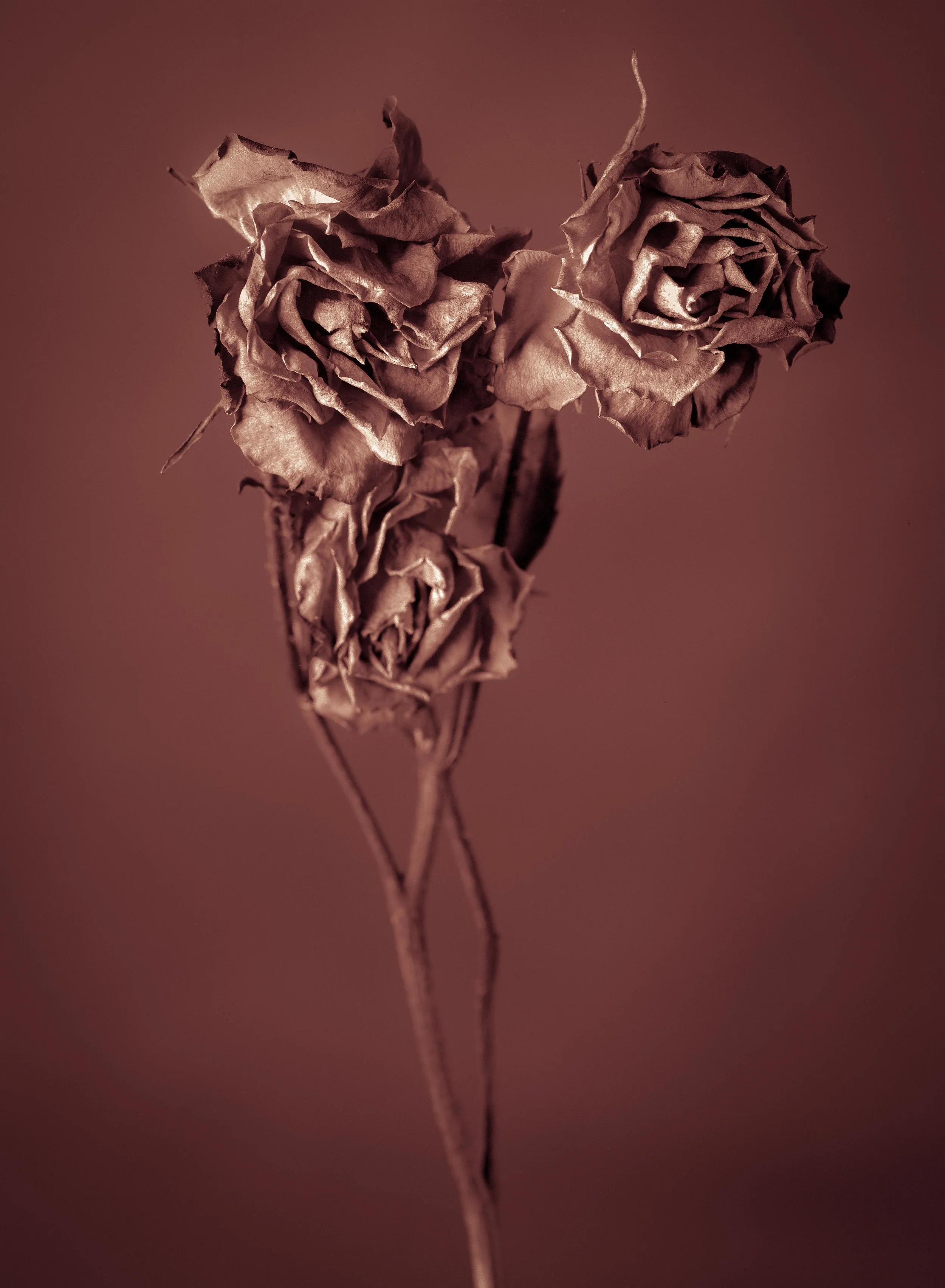 Flowers008-Edit.jpg