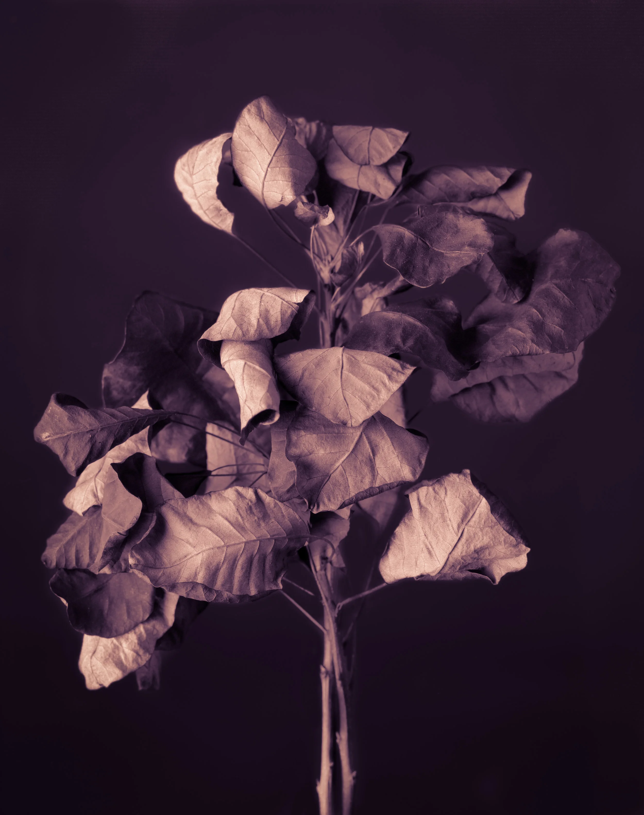 Flowers022-Edit.jpg