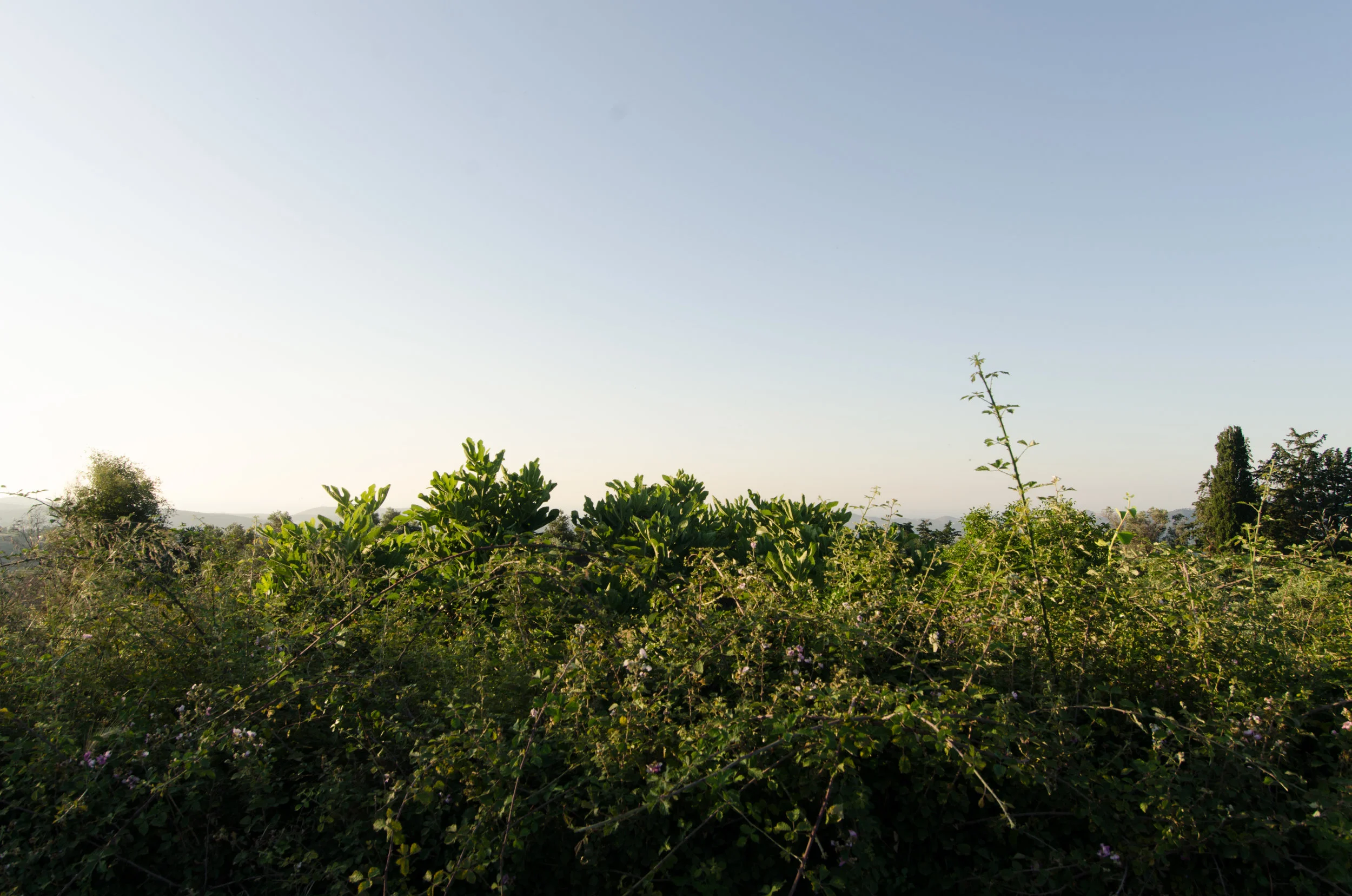 _DSC3724.jpg