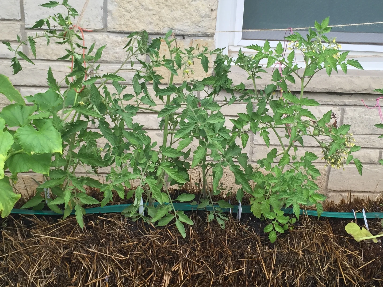 tomatoes-strawbale.jpg