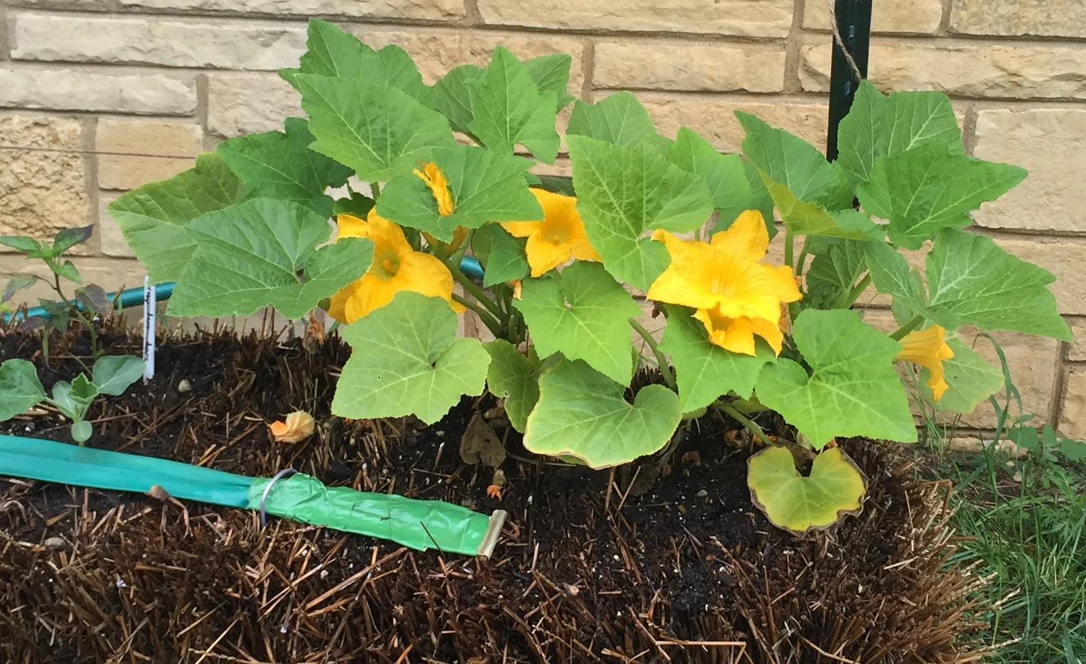 Squash-StrawBale-2.jpg