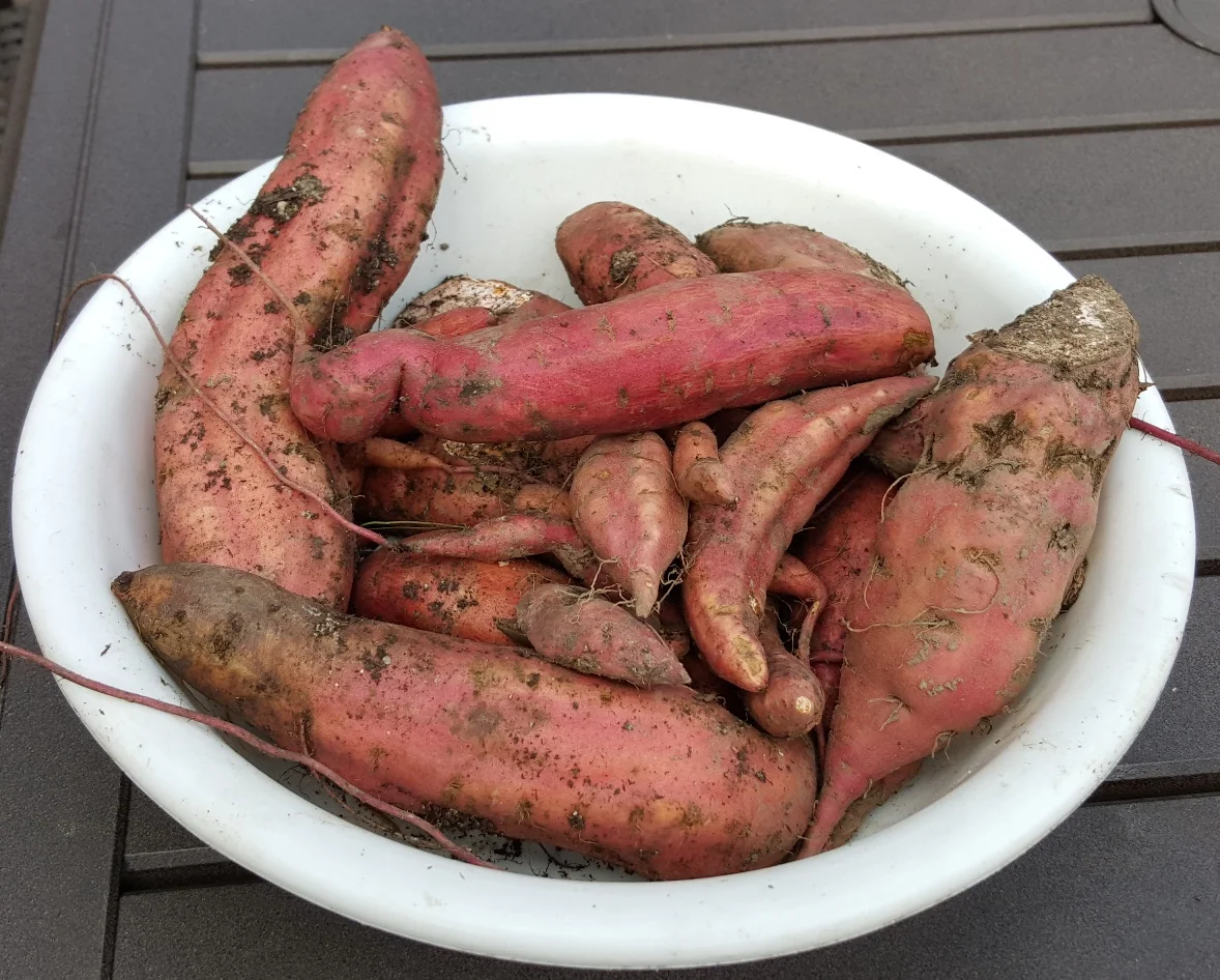 Do you want to feel like a five year old again? Grow and harvest sweet potatoes! This year I added two new garden beds to my main garden. I purchased sweet potato slips at Hansons Nursery in Rhinelander, WI http://www.hansonsgardenvillage.com/ on a rare trip up north by myself. It was the first time I was without family, dogs or time constraints and I went a little garden shopping crazy. I loved it, every penny well spent, especially the milk weed plants. Anyways, back to sweet potatoes. Unlike regular potatoes, with sweet potatoes you plant the slips which are the green shoots that grow off of sweet potatoes. Like other potatoes, it is usually best to use seed potatoes as they are grown to be free of disease. I bought a bunch of slips and to be honest, they looked like a dying bunch of herbs. The instruction sheet told me not to worry what they looked like, but I still worried a little. I took the slips home and planted them approximately every 12 inches but I skipped the three foot row spacing as is suggested here http://bonnieplants.com/growing/growing-sweet-potatoes/ I am glad I did as 30% of the plants did not live. If you live in the Midwest you know that it was not an ideal summer for having a garden. We had early rain and then cool nights and a warm late summer. I installed a low hoop tunnel over the sweet potatoes early September to extend the season. I should have done that in August but did not get around to it. Sweet potatoes like it HOT and DRY. Yesterday I went out to harvest seeing that cool days are coming next week. I cut off the vines and then dug in with my pitch fork to not break up any potatoes and there they were. AMAZING! It was exciting every time that I found one. Christmas in September for gardenRN! Next summer I am going to start a lot earlier and put up the tunnel early season to heat up the soil. I can’t wait!