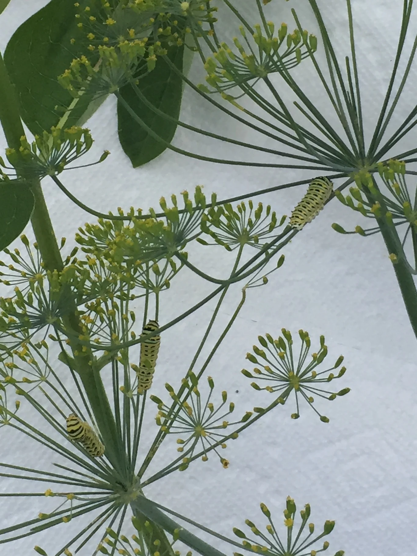 Swallowtail caterpillars in butterfly habitat