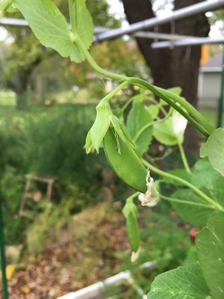 Sugar Pea