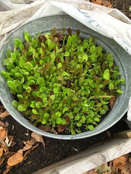 Fall Lettuce Mix