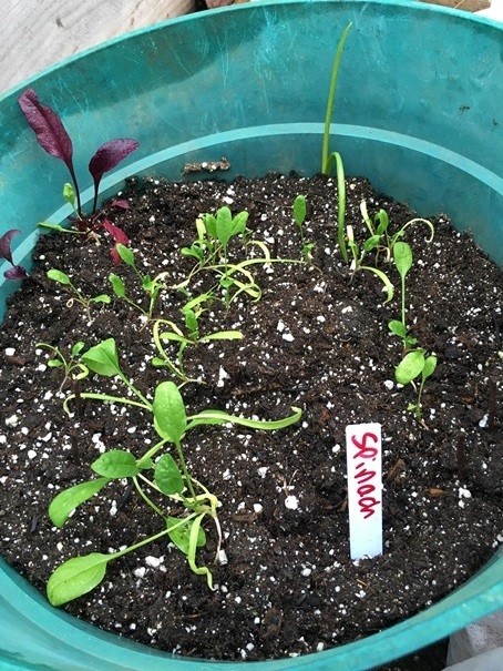 Fall Spinach