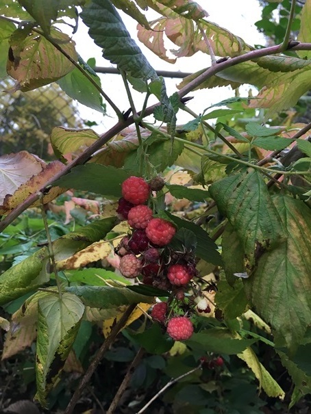 End of season sweet raspberries