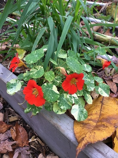 Nasturiums