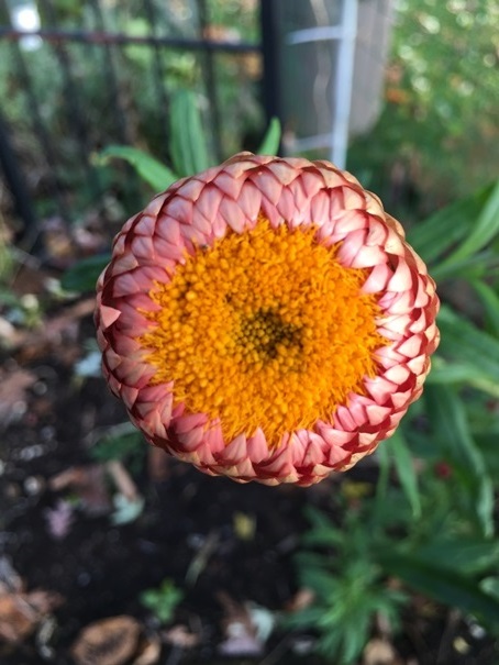 Straw Flower