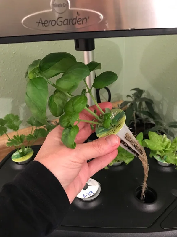 Basil with roots, Aerogarden Day 30