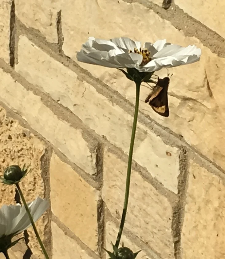 Cosmos with butterfly
