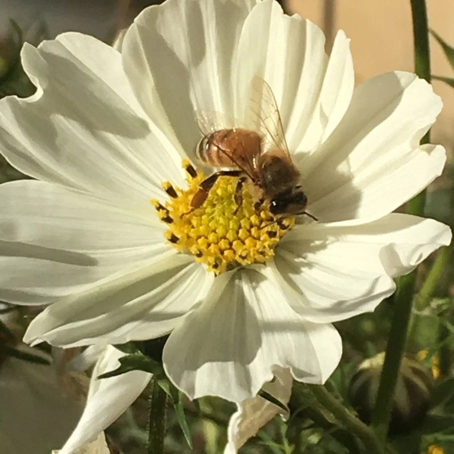 Cosmos Honeybee