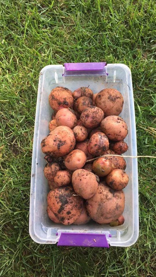 Home Grown Potatoes