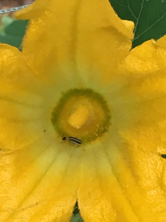 Squash Flower with Cucumber Beetle