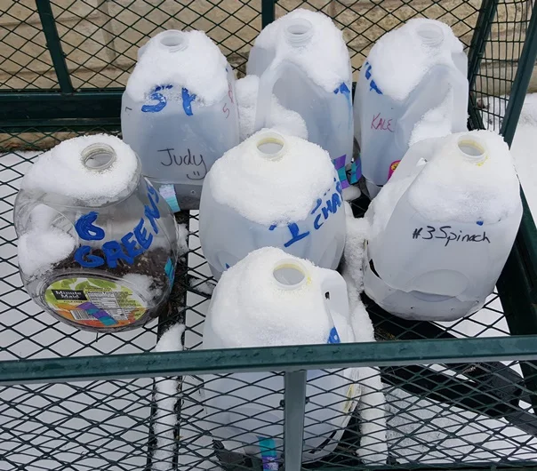 Winter Seeds in Milk jugs