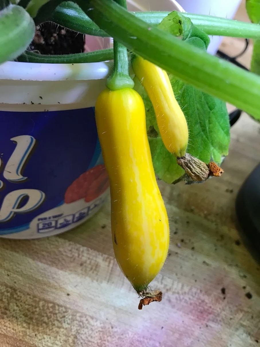 Indoor Zephry squash, bigger squash was cross pollinated