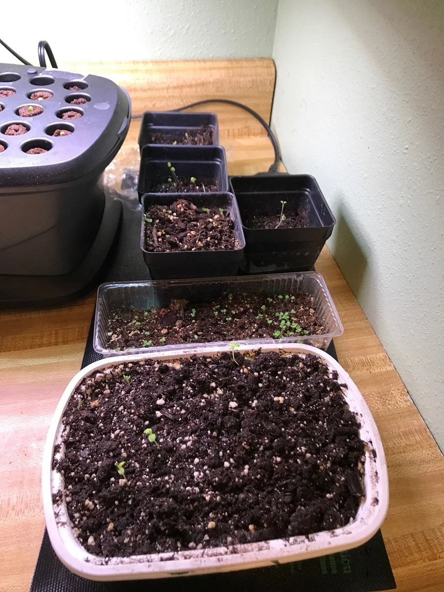 Flower and lettuce starts