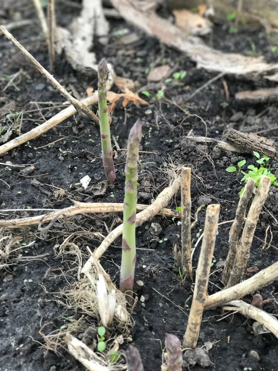Spring asparagus