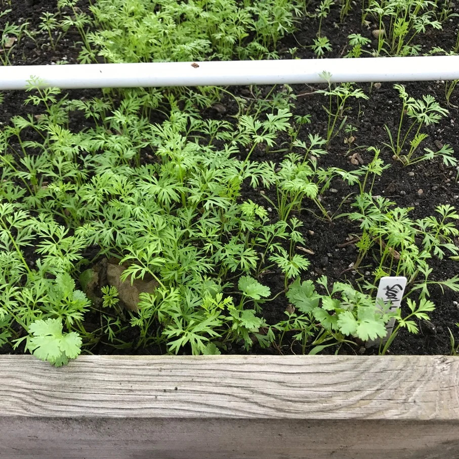 Carrot Seedlings