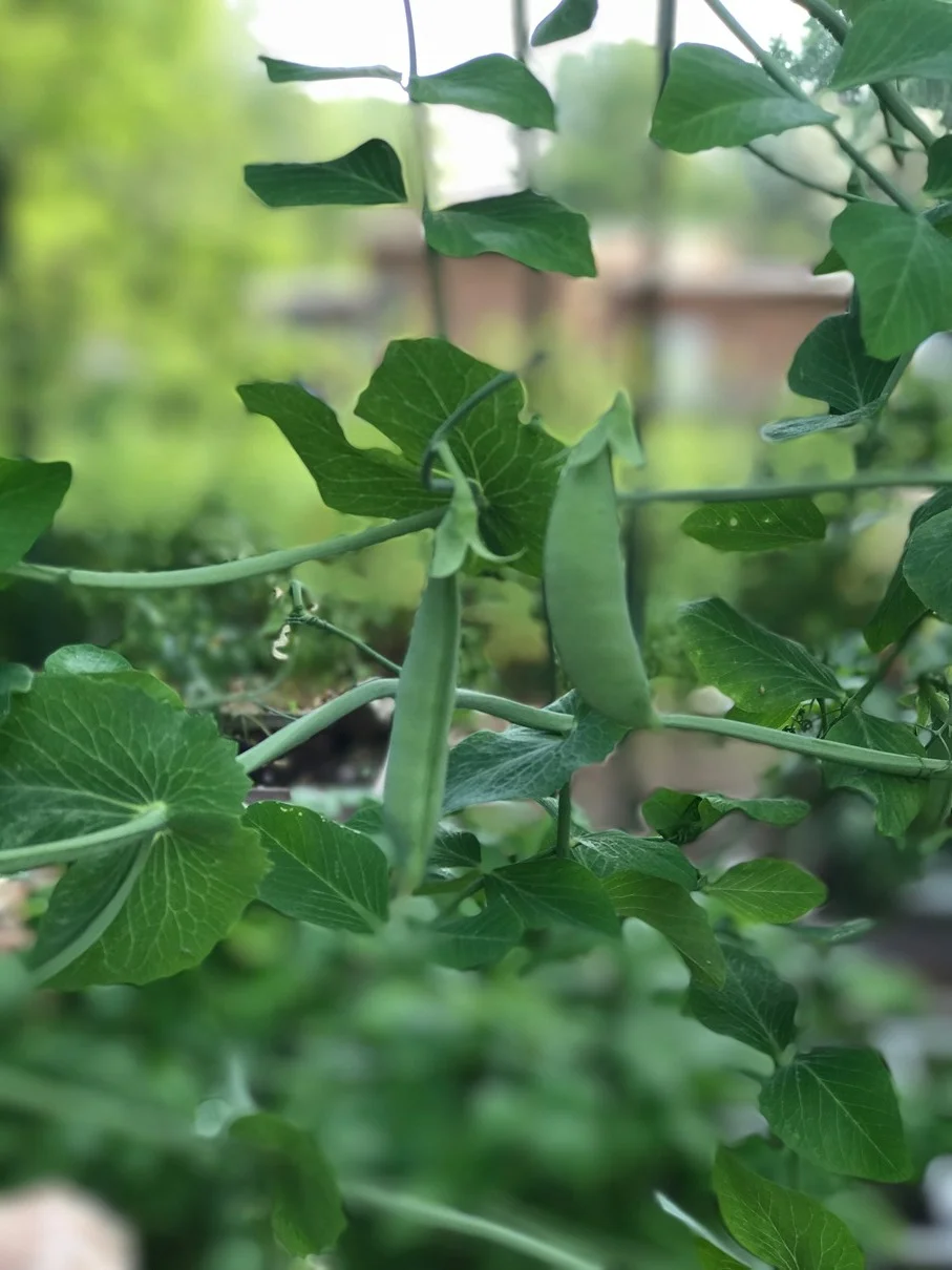 End of season peas