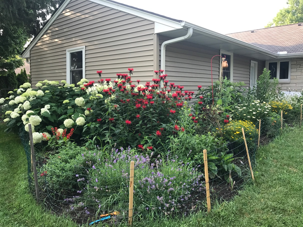 Butterfly Garden