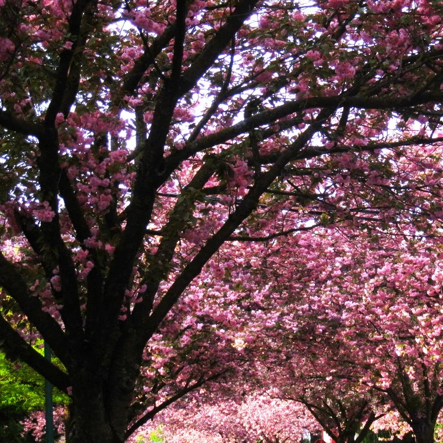 new westminster street tree.jpg