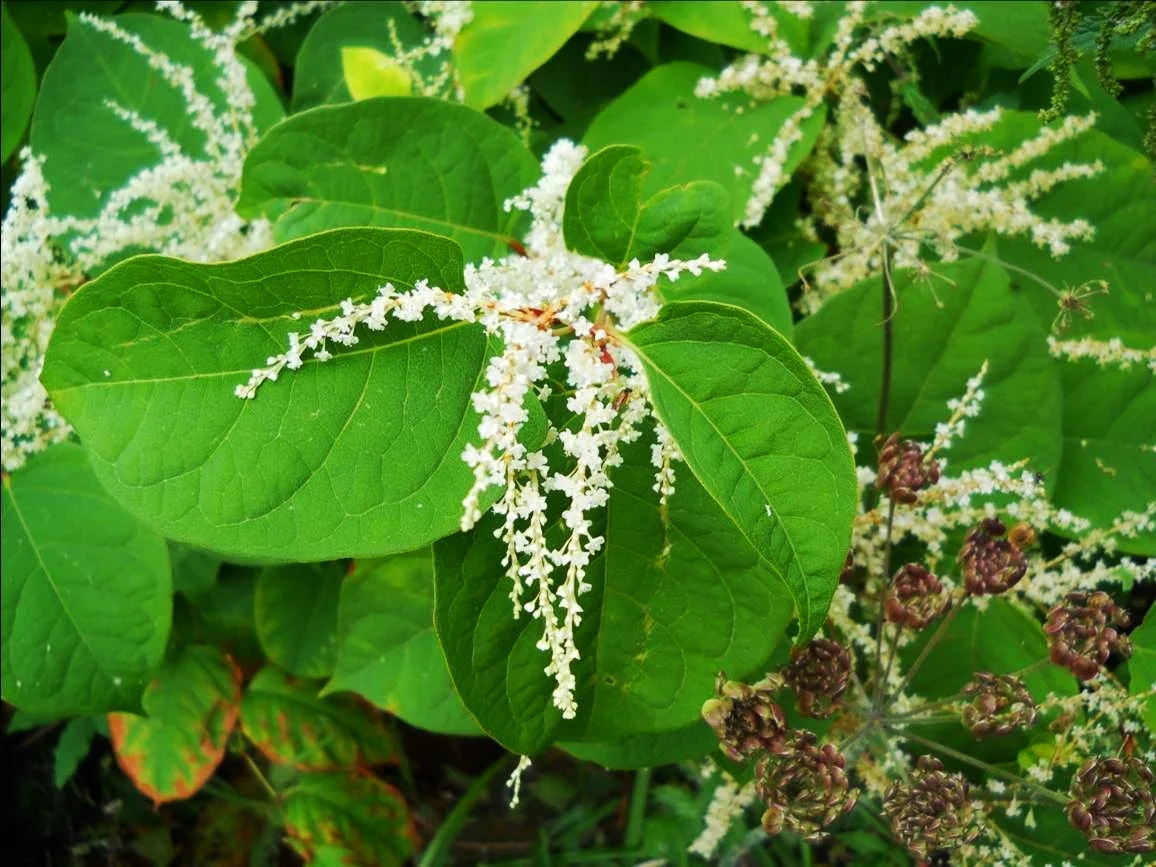 japanese-knotweed-course.jpg