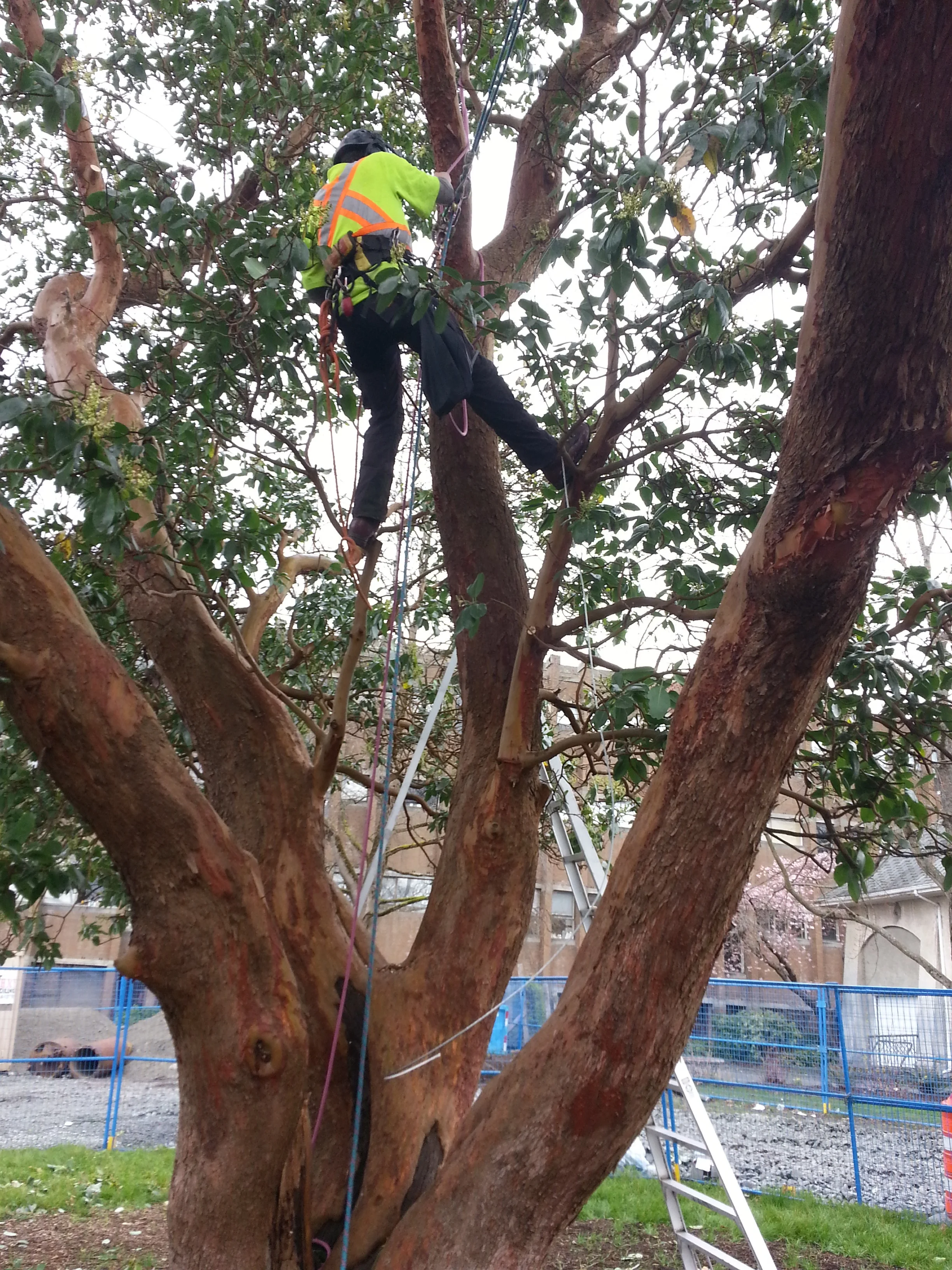 10. Tree Care Services.jpg