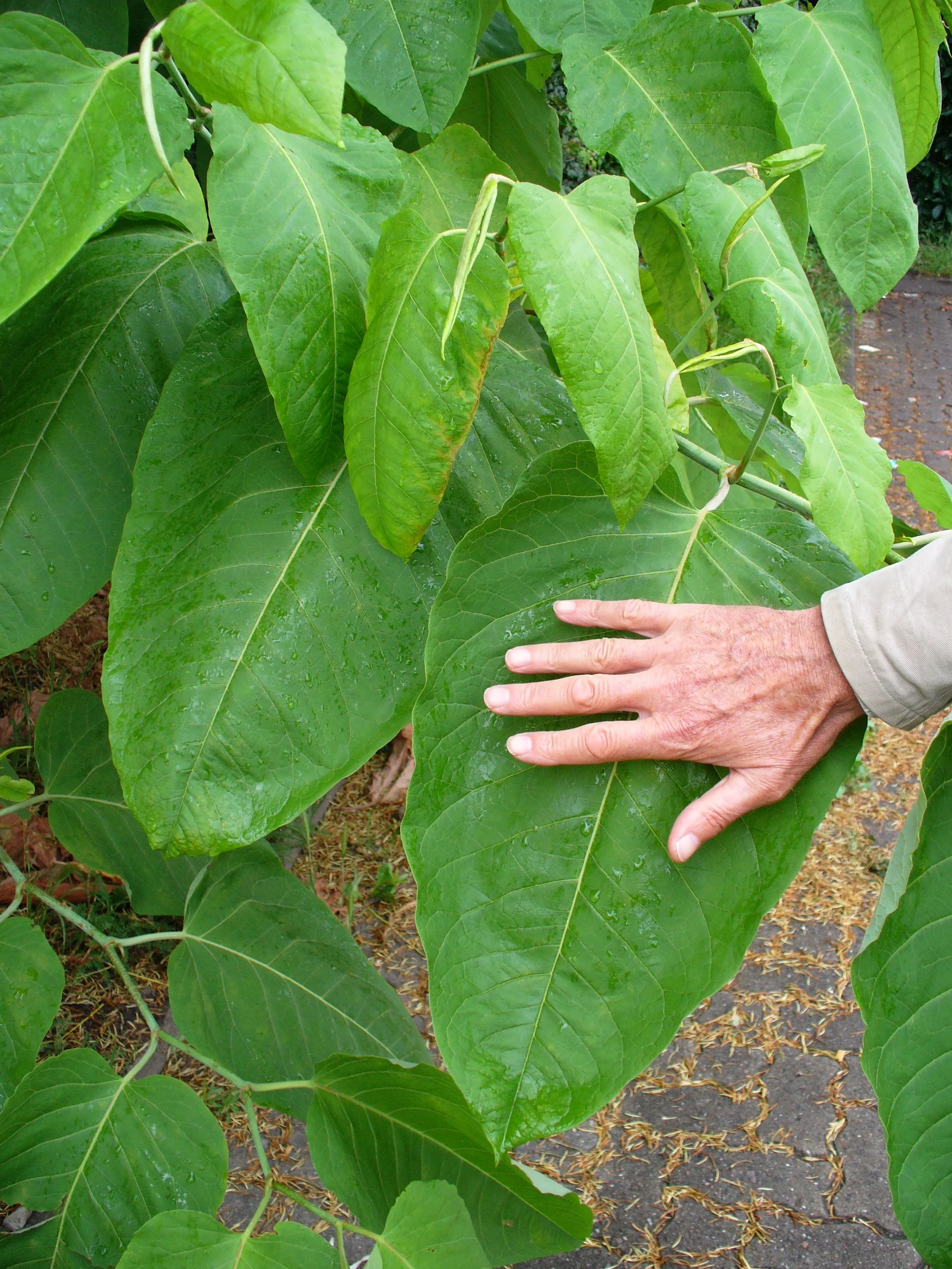Giant (>5m tall)