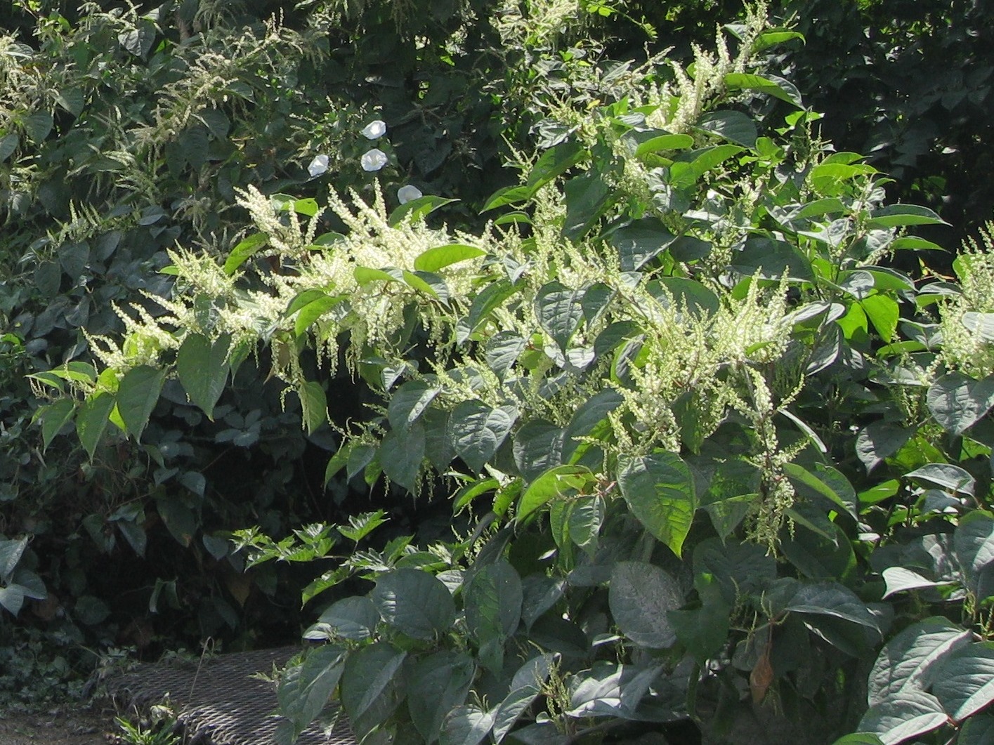 Bohemian (2-5 m tall)