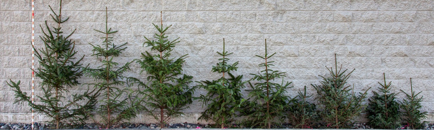 Differences in growth among populations of a single species, Sitka spruce, from south (left; Fort Bragg, California) to north (right; Kodiak Island, Alaska), when grown in a uniform, common garden environment at the University of British Columbia, Vancouver. Photo courtesy of Dr. Sally Aitken, UBC Centre for Forest Conservation Genetics.