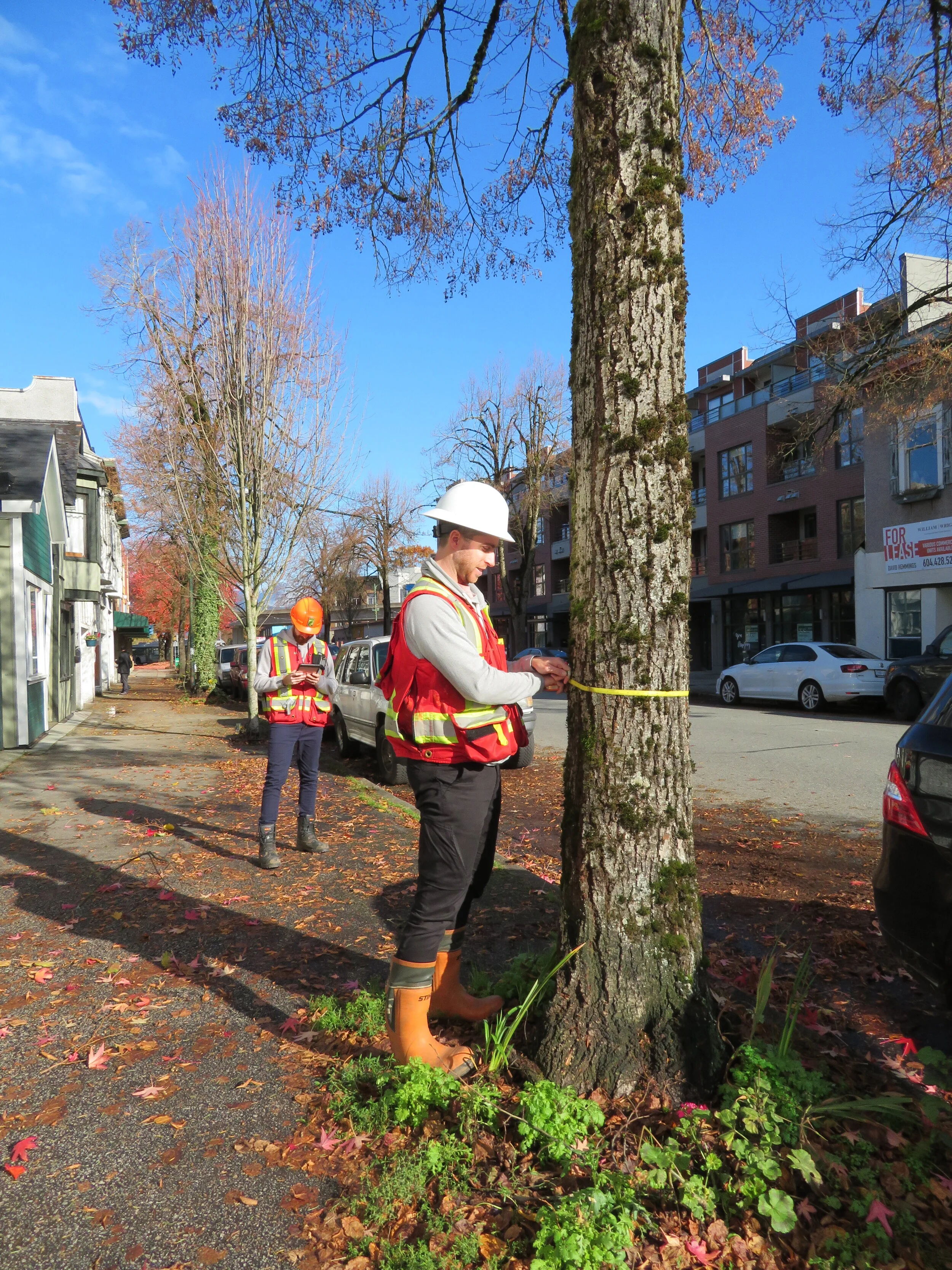 Arboriculture 