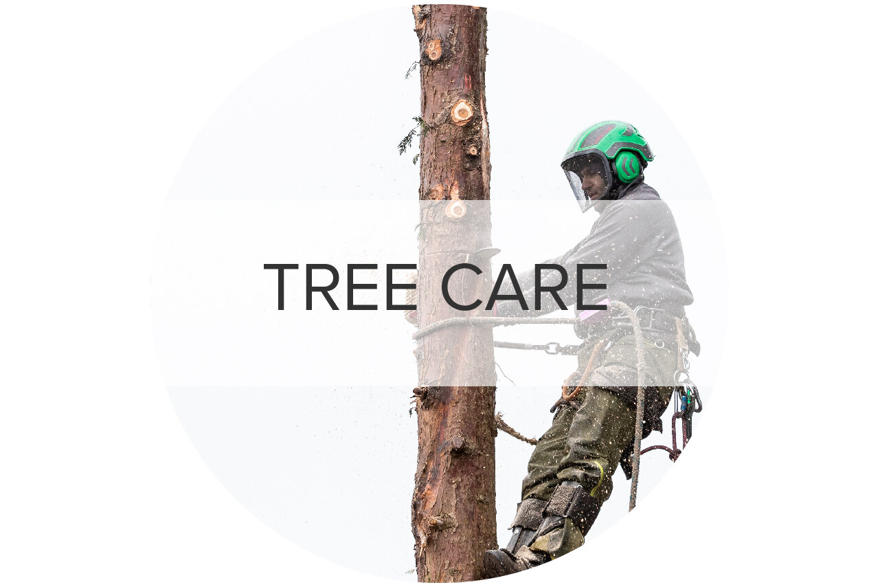 Provide all aspects of arboriculture tree care from pruning and root excavation to whole tree removals and replanting