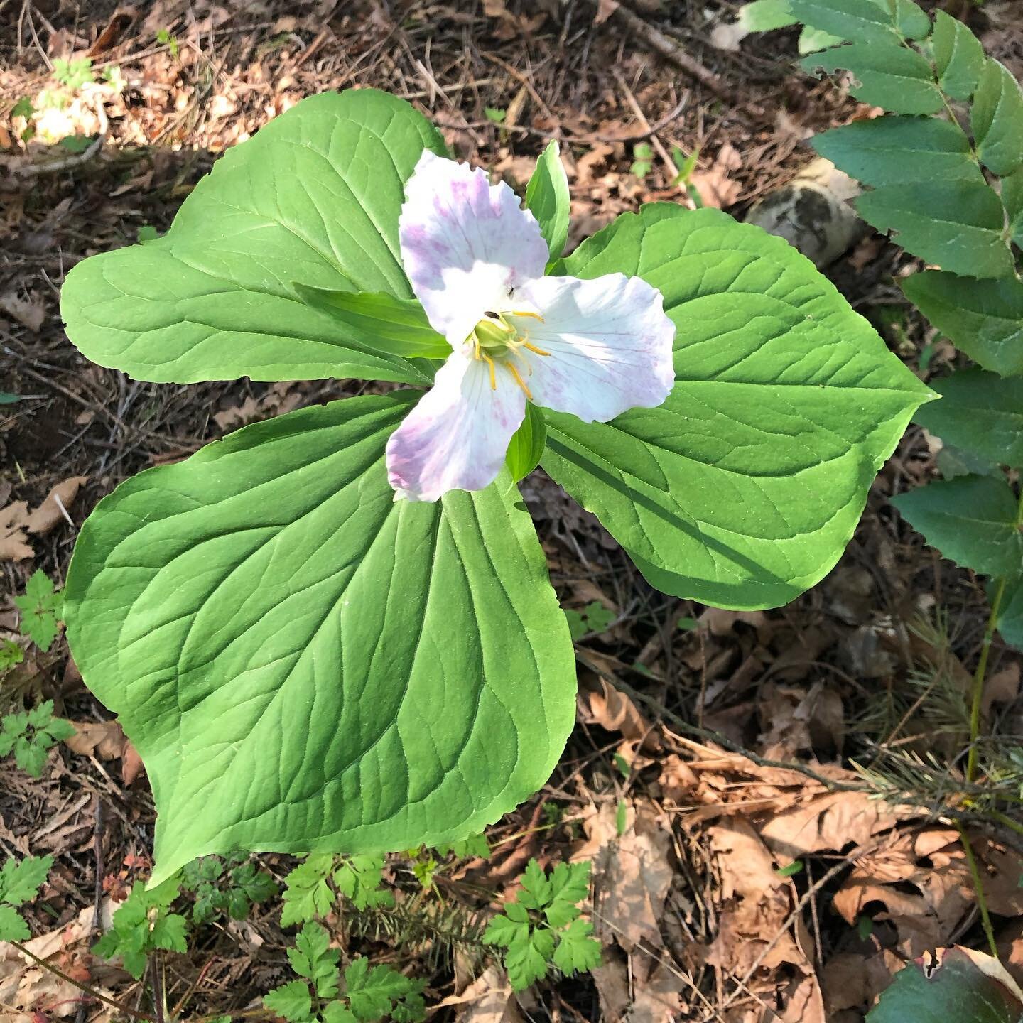 Have you noticed the wildflowers blooming in your neighbourhood? Don&rsquo;t forget to enjoy them while they&rsquo;re here!

#trillium #wildflowers #lowermainland